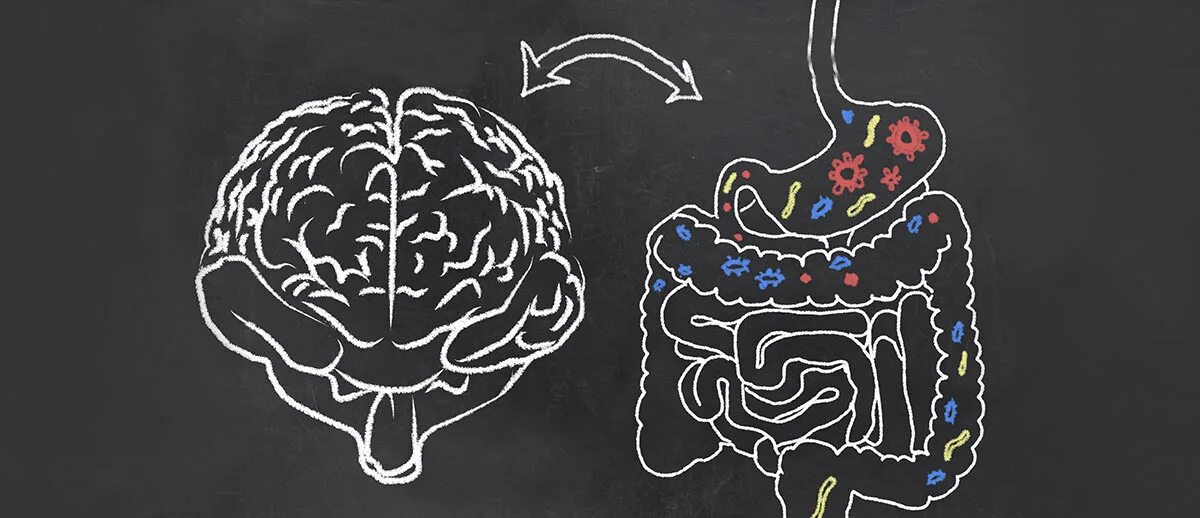 Книга мозги и кишечник. Ось кишечный мозг микробиота. Существует связь между кишечником и мозгом. Пищеварение микробиота.