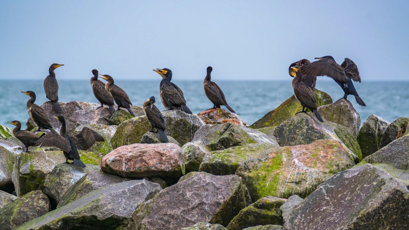 Seabirds it seems