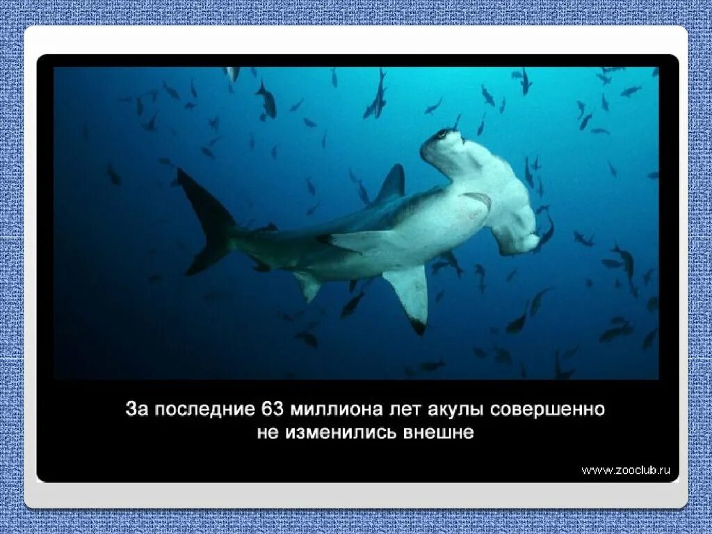 Самое интересное про акул. Интересные факты о акулах. забавные факты про акул. интересные факты об акулах для детей. интересное об акулах детям.