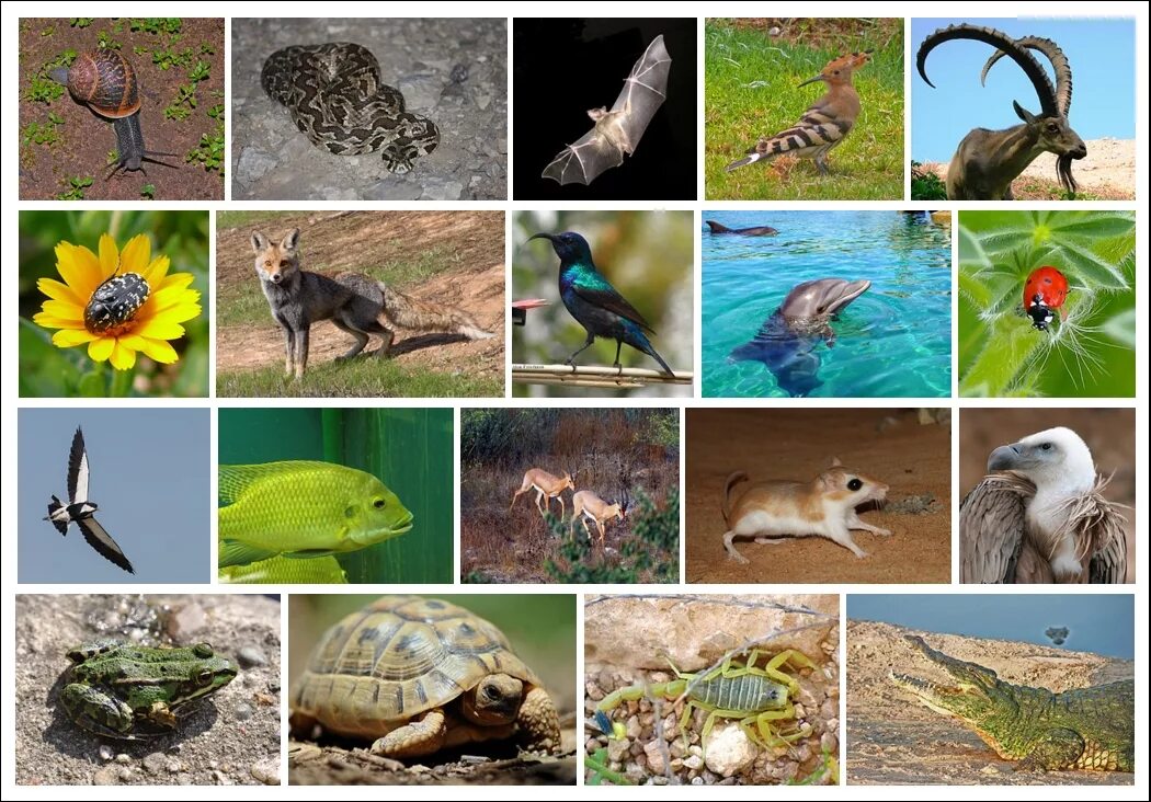 На разнообразие флоры и фауны влияют. Фауна Средиземноморья. Коллаж из растений и животных. Биологическое разнообразие. Животный мир коллаж.
