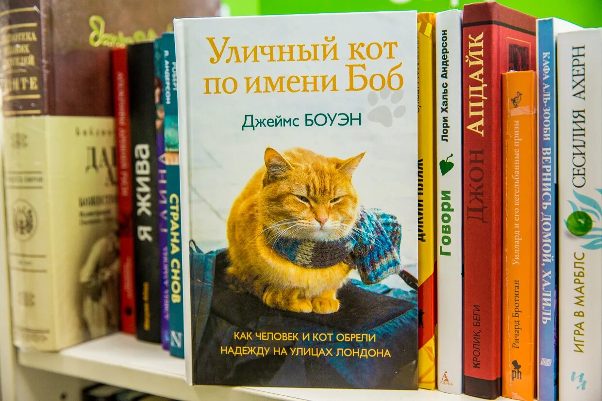 Книга про боба. Боуэн кот по имени Боб. Боуэн д уличный кот по имени Боб. Уличный кот Боб книга. Книга \Боуэн д. "уличный кот по имени Боб.
