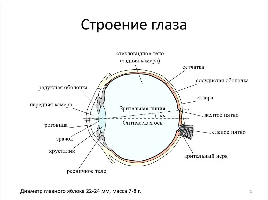 Строение глаза задание. Строение зрительного анализатора глазное яблоко. Строение глаза человека анатомия. Строение глаза человека схема. Строение глаза человека схема анатомия.