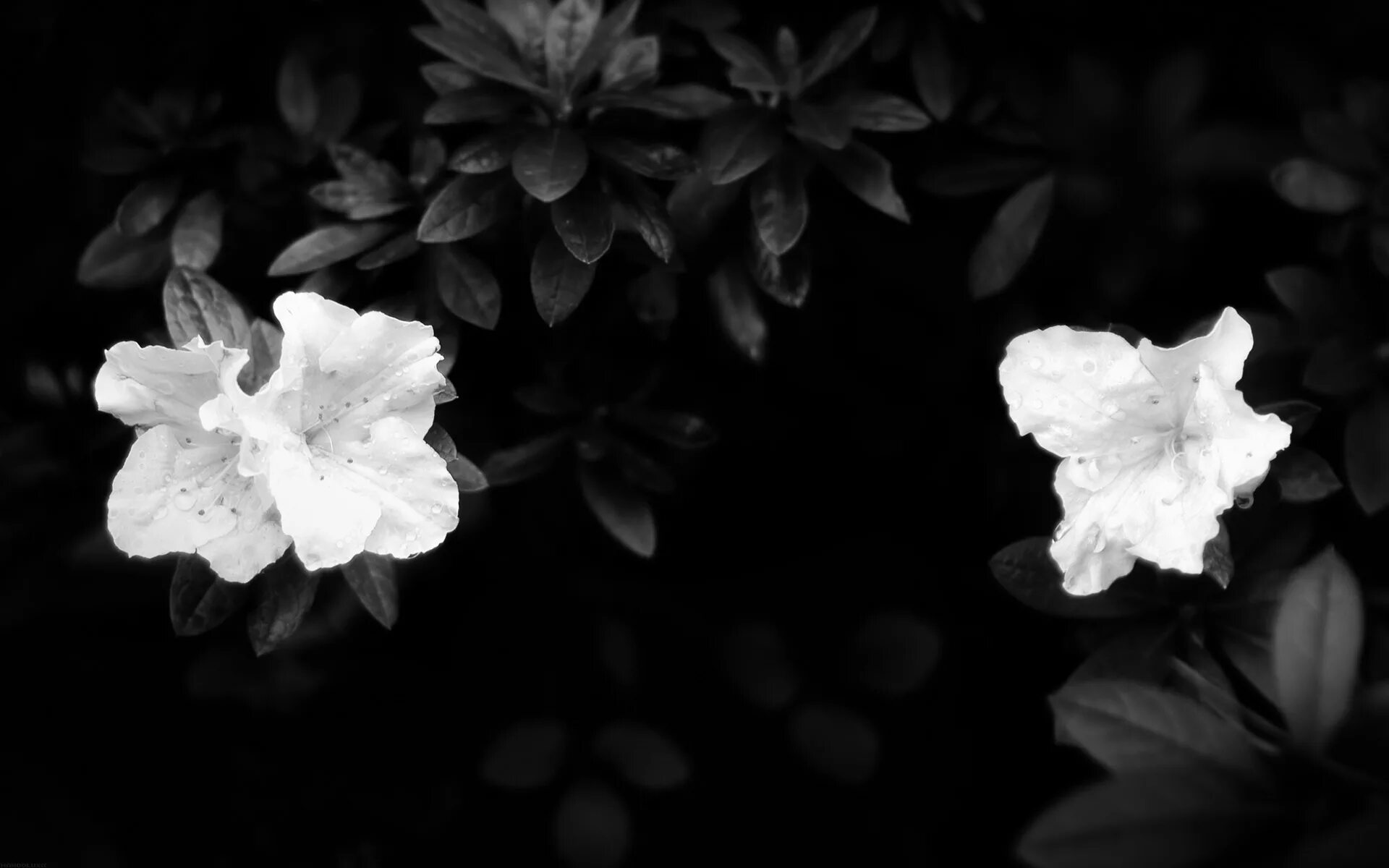 Обои Caselio Black & White BTW61139058, цены, фото Интернет-магазин Oboi-ma.ru
