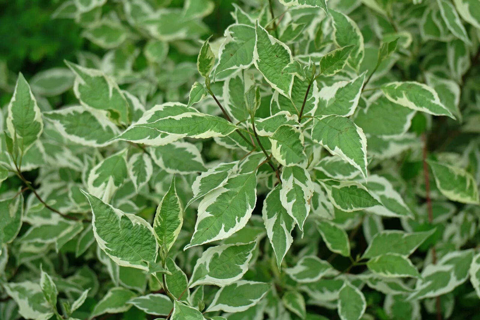 Дерен Аргентеомаргината. Дерен белый Cornus Alba Argenteomarginata. Дёрен белый Argenteomarginata. Дёрен белоокаймлённый. Дерен пестролистный купить