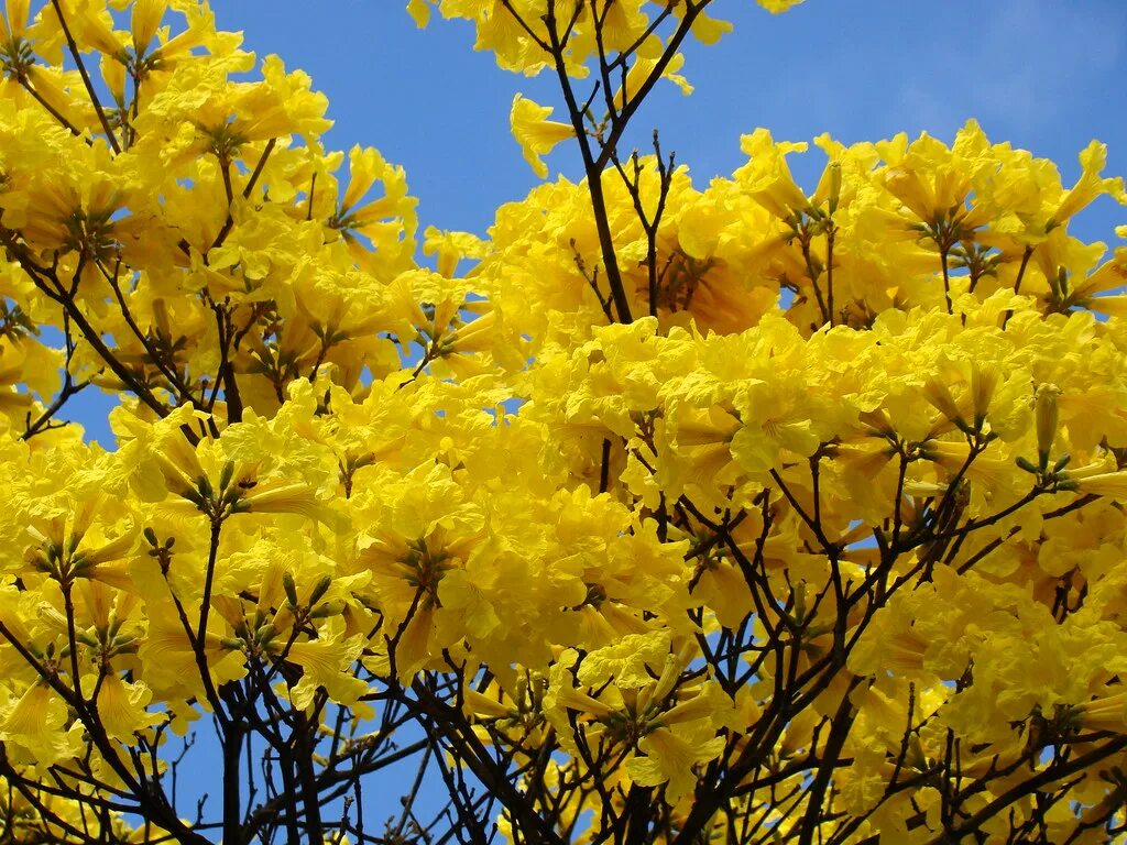 Yellow tree