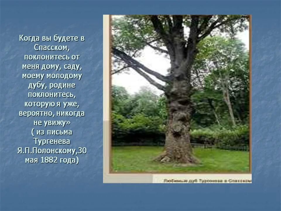 Дуб в усадьбе Тургенева. Тургенев дуб. Будете в Спасском поклонитесь. Дуб который посадил Тургенев. Дуб тургенева