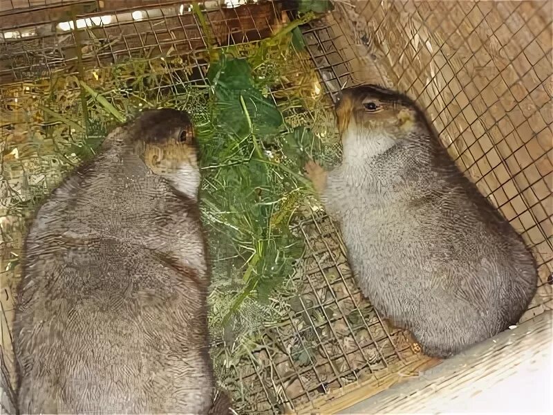 Сурок домашний фото. Домик для сурка. Разведение Сурков в неволе. Купить сурка живого