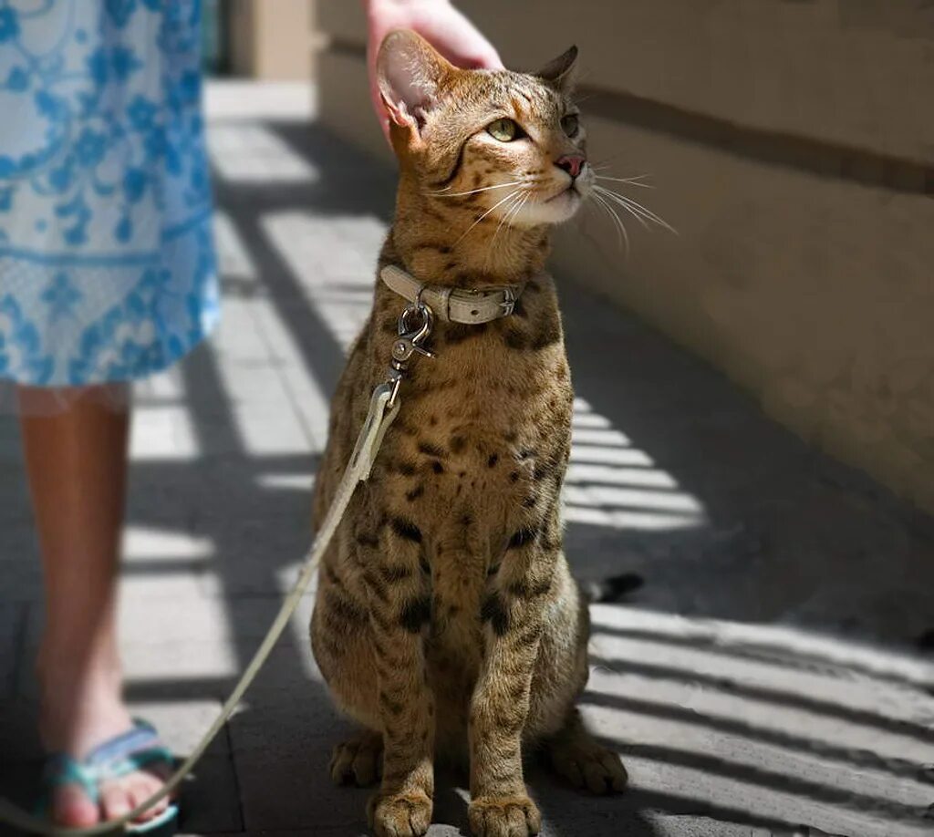 Первое в мире фото кота. Большие коты мейн кун. Сервал ашера. Самые популярные котики. Сервал саванна бенгал ашера.