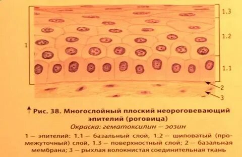 Эпителий плоский поверхностного слоя