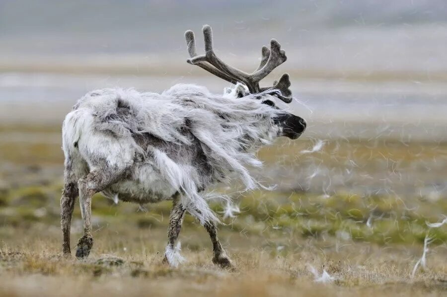 Весенняя линька у животных. Белка линяет весной. Линяющие животные. Линька белки. Линька у животных.