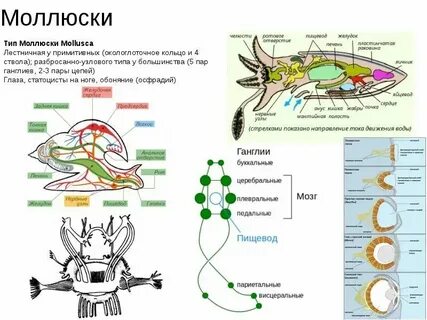 Разбросано узловая