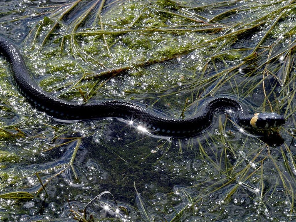 Черная живет в воде. Змея гадюка Речная. Морская гадюка змея. Уж водяной обыкновенный. Водяной уж черная МОРФА.
