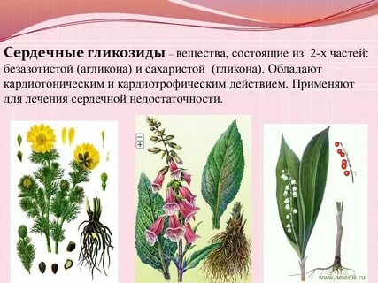 Какое растение содержит