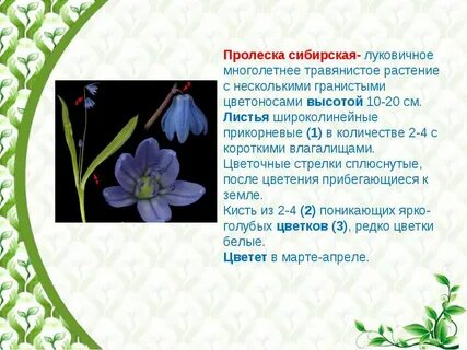 Растения из красной книги ставропольского