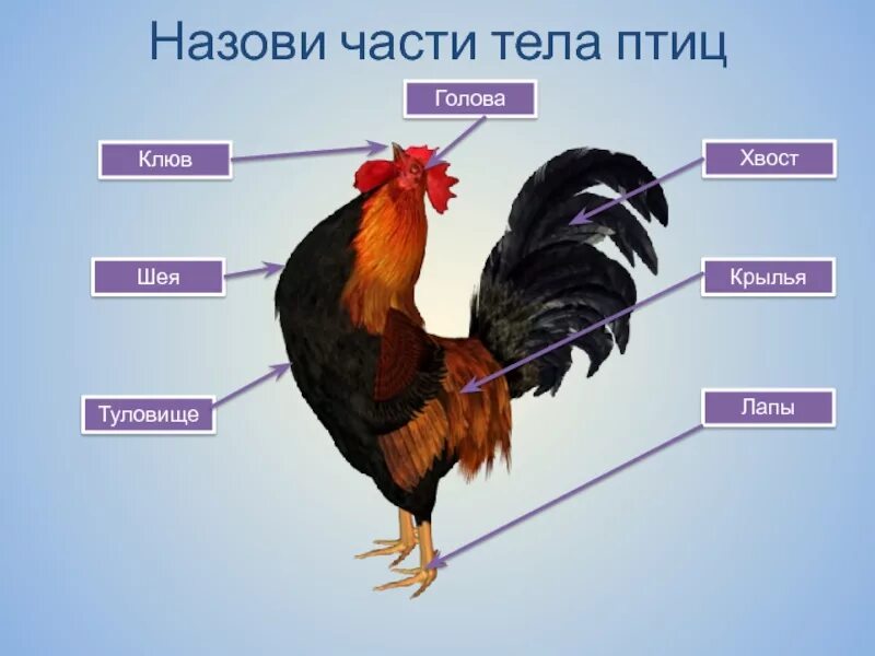 Как называют петухов клички. Части тела домашней птицы схема для дошкольников. Части тела петуха. Строение тела домашних птиц. Петух строение тела.