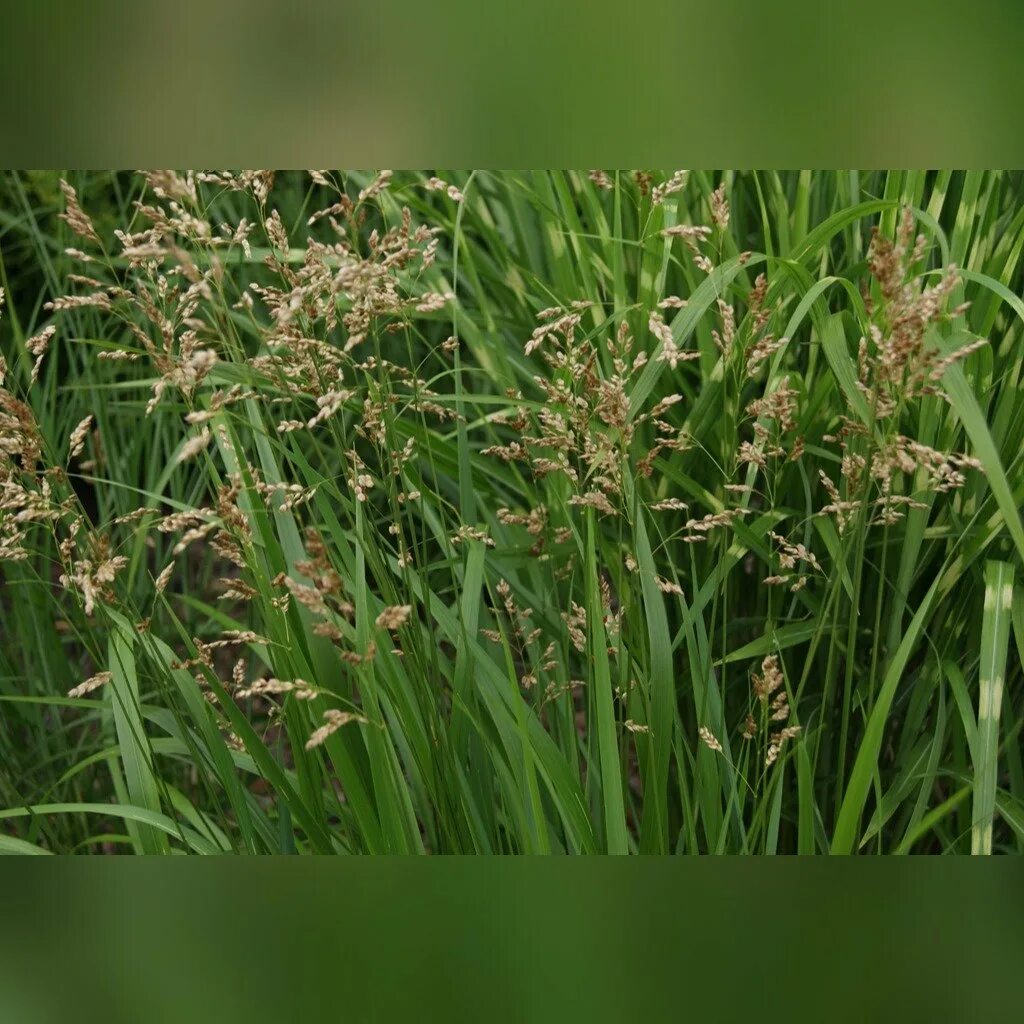 Зубровка трава. Hierochloe odorata. Зубровка душистая трава. Зубровка ползучая. Как выглядит трава зубровка.