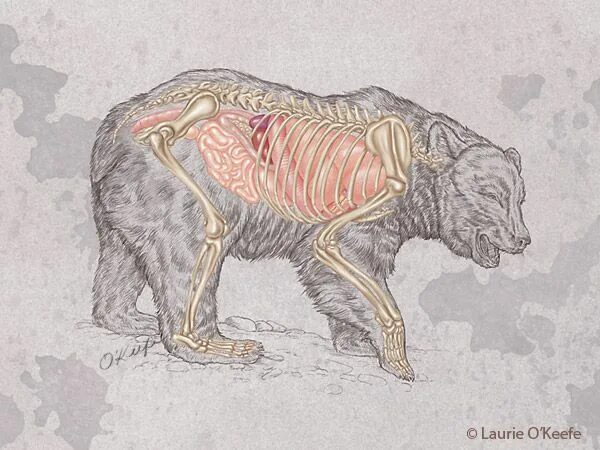 Особенности внутреннего строения медведя. Анатомия бурого медведя скелет. Анатомия бурого медведя. Очковый медведь анатомия. Анатомия мышц медведя.