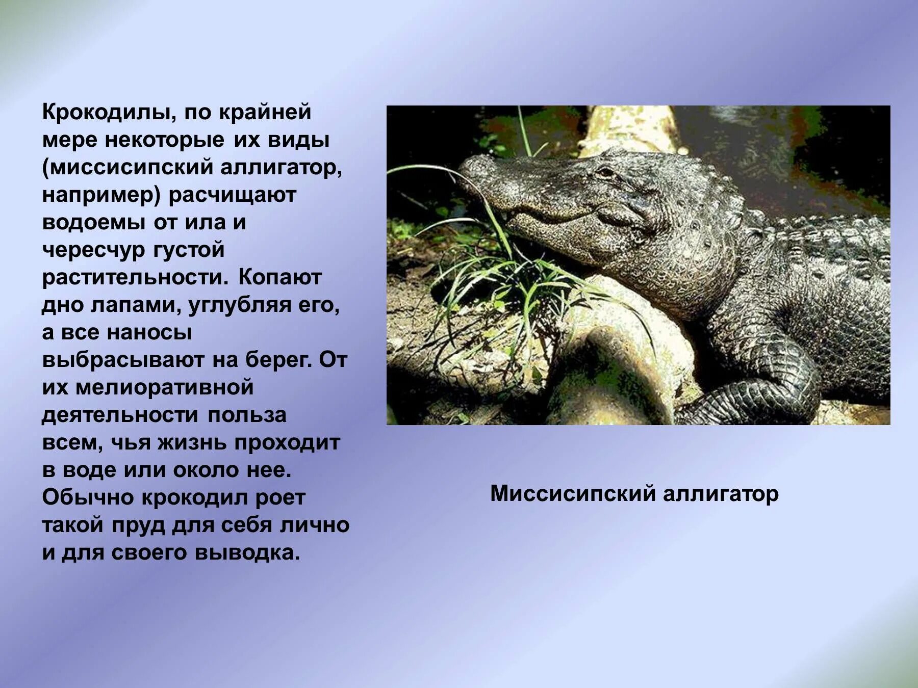 Интересный факт про пресмыкающихся