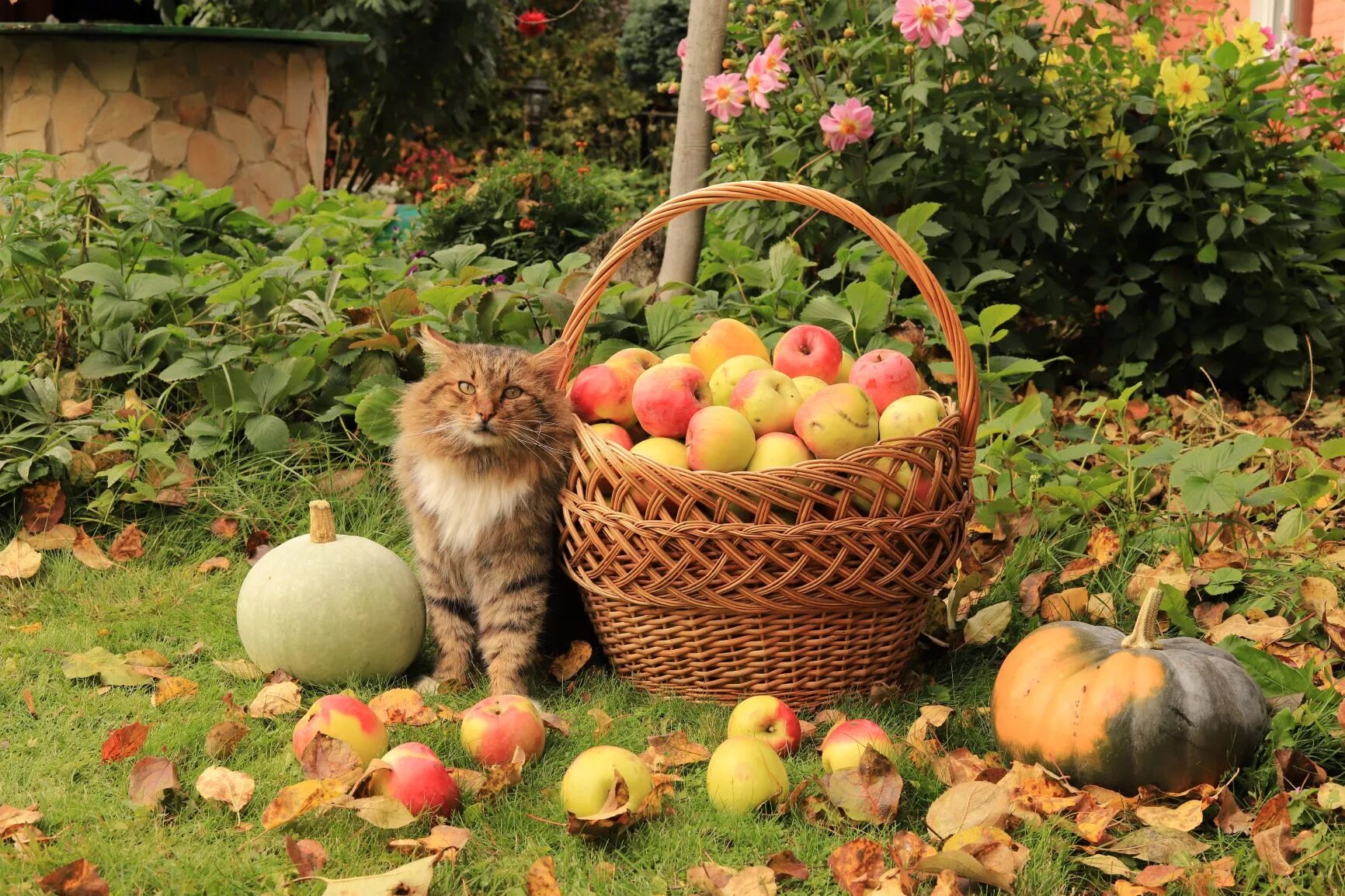 Огород на даче. Снт урожай рязань пущино. Огород урожай. Сад в деревне. Куплю дом в тверской области второе моховое снт урожай.