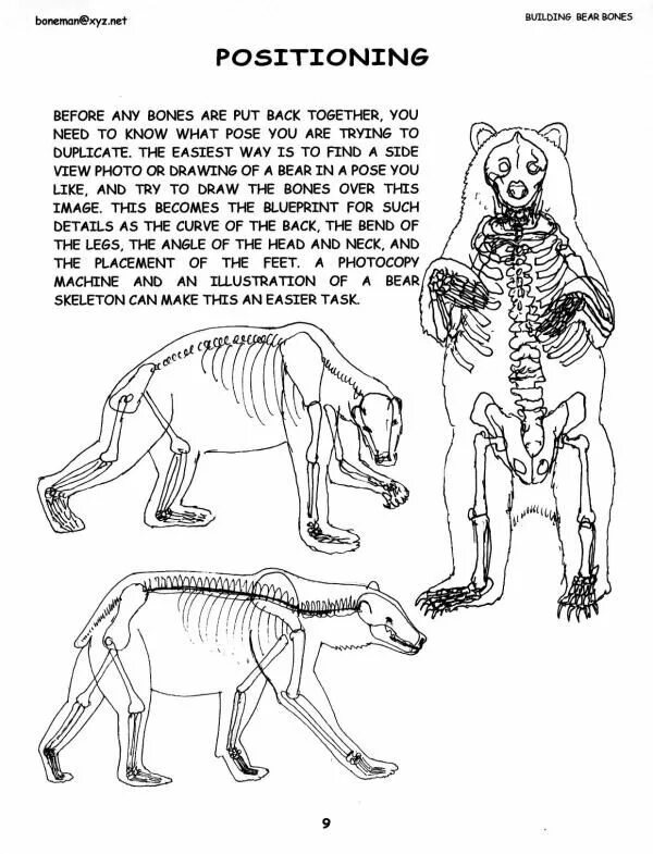 Особенности внутреннего строения медведя. Скелет медведя строение. Скелет медведя анатомия. Строение медведя анатомия. Анатомия бурого медведя скелет.