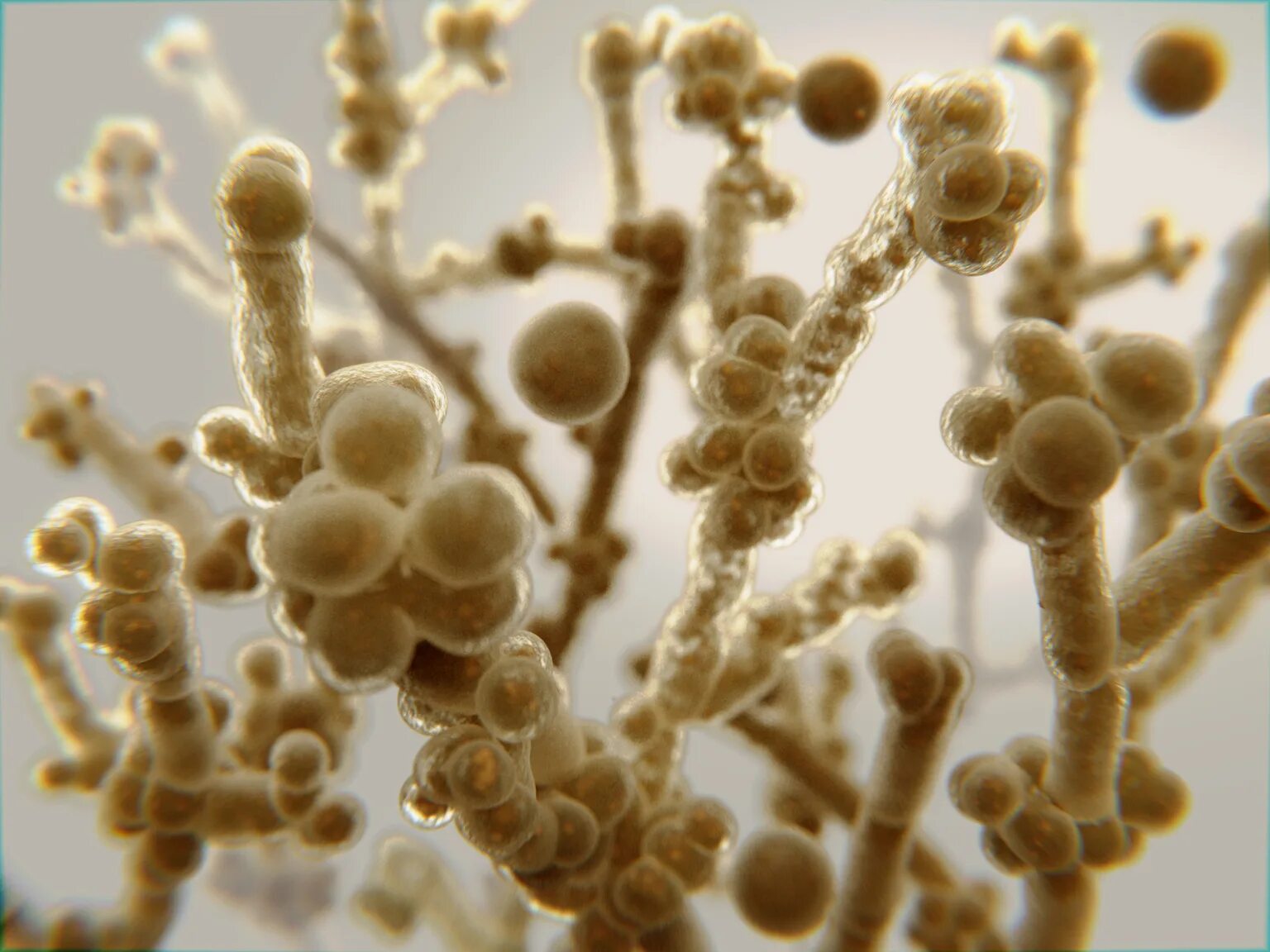 Грибы альбиканс кандида микробиология. Грибковые поражения кандидоз. Кандида альбиканс микробиология. Кандида вызывает. Дрожжеподобный гриб candida albicans.