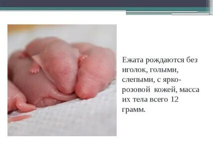 Родились без языка