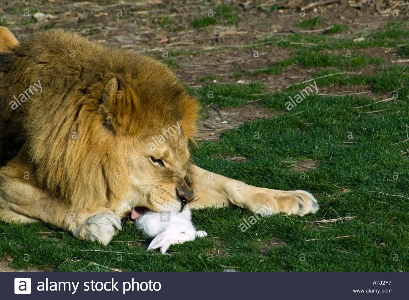 Does a lion eat leaves