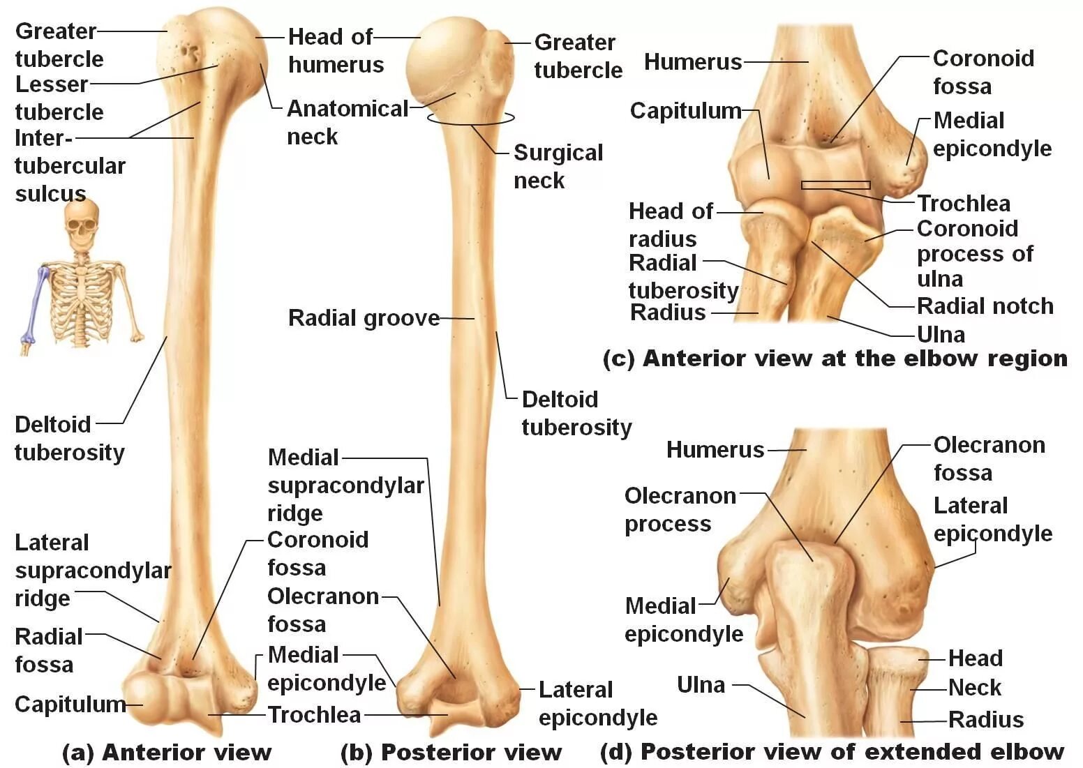 Самая маленькая кость у человека где находится. Плечевая кость строение анатомия. Анатомия плечевой кости диафиз. Мыщелок плечевой кости анатомия. Анатомия дистального отдела плечевой кости.