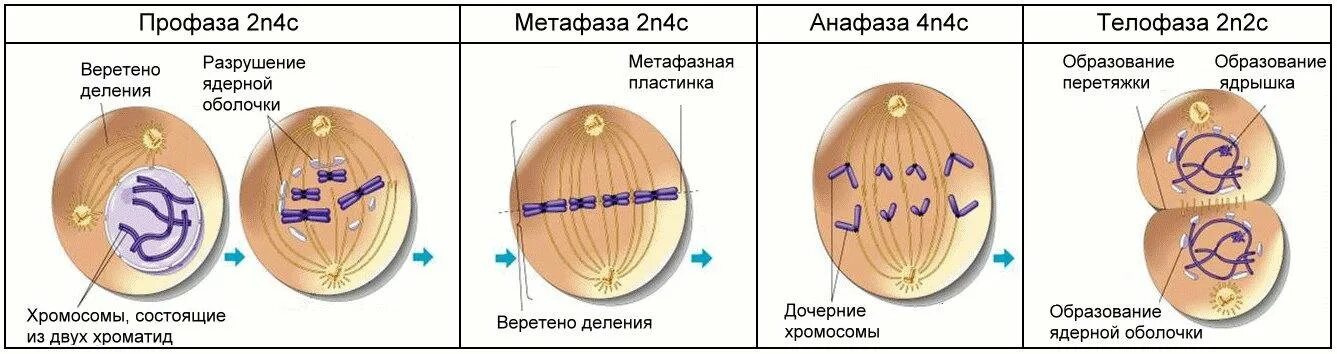 N2 c
