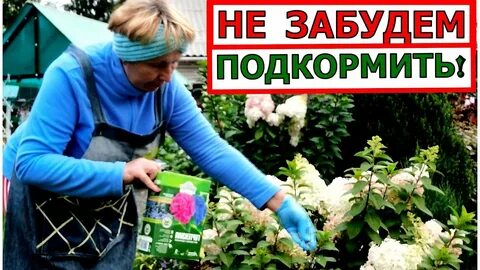Какими удобрениями подкармливать осенью
