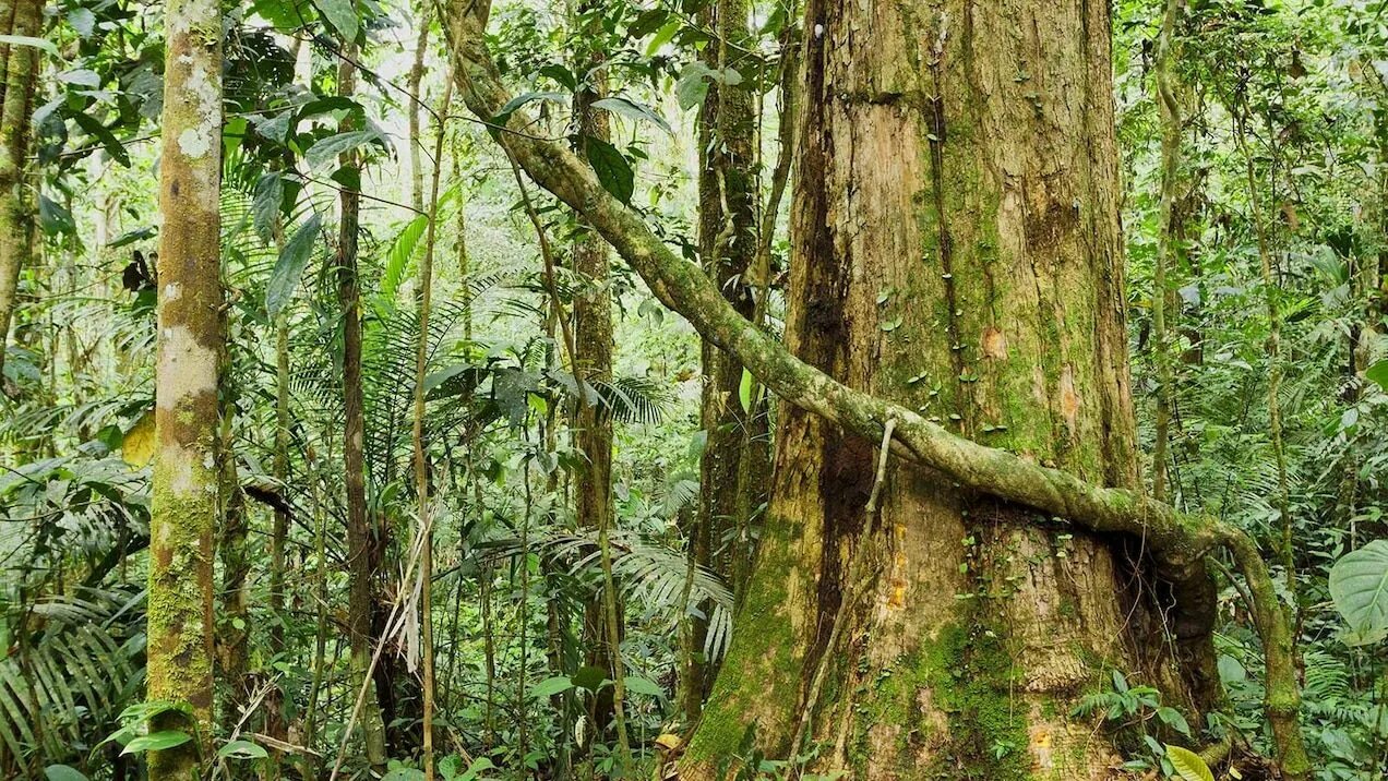 Лианы в тропическом лесу.