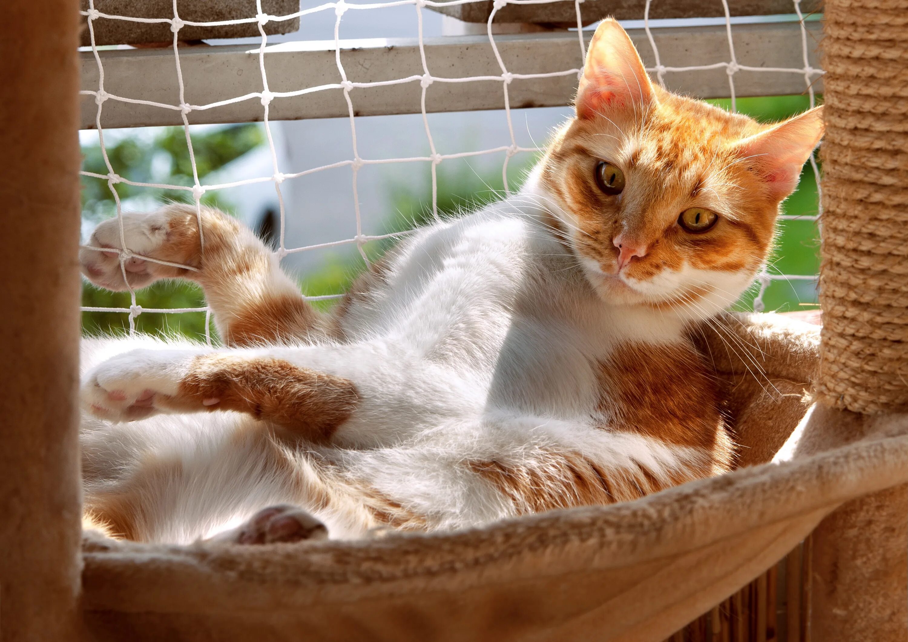 Гамак для кота. Котенок в гамаке. Летние коты. Кошка на солнце. Расслабленный кот