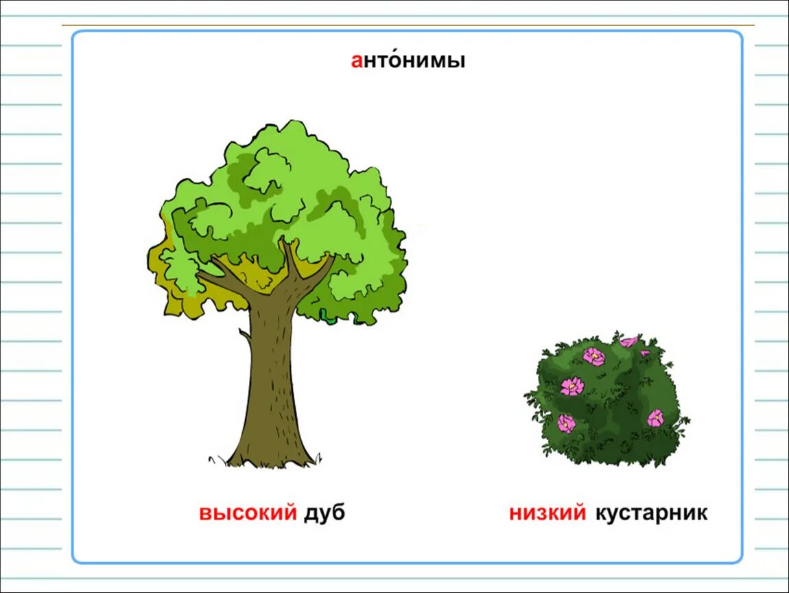 Подбери антоним слову высокий. Низкие деревья для детей. Высокое и низкое дерево. Деревья и кустарники сравнение для детей. Высокий - низкий.