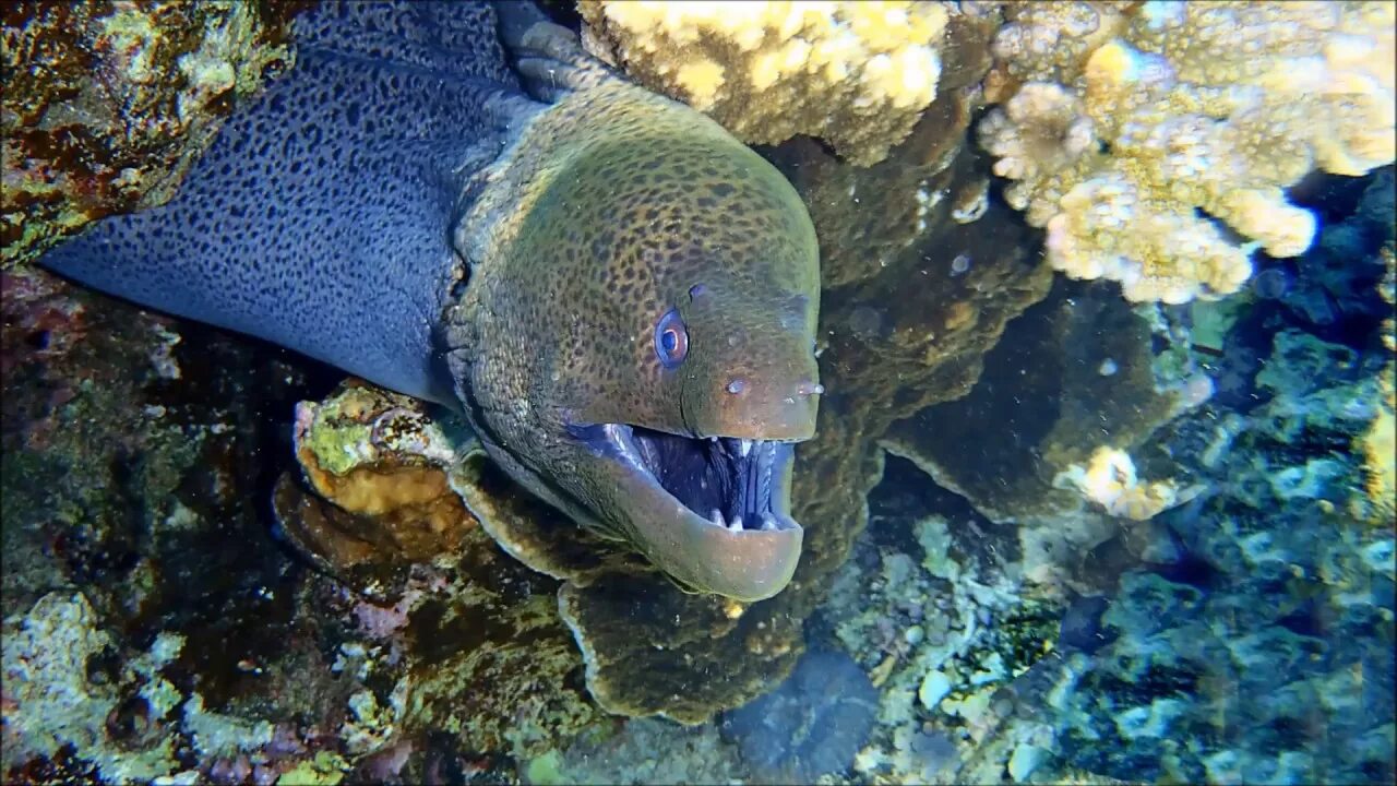 Рыбы красного моря мурена. Мурена в Египте. Мурена в Красном море. Мурена Шарм Эль.