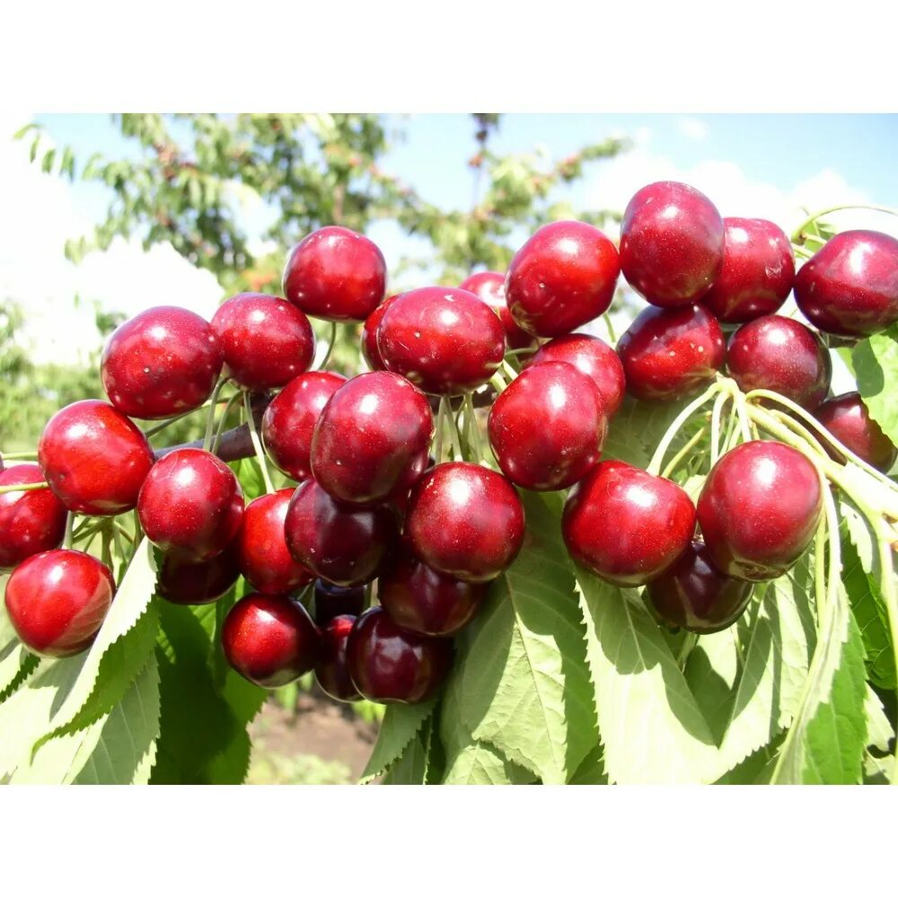 Черешня любимица астахова. Вишня колоновидная малютка. Вишня пирамидальная ашинский гибрид. Вишня болотовская. Вишня ашинская дерево.