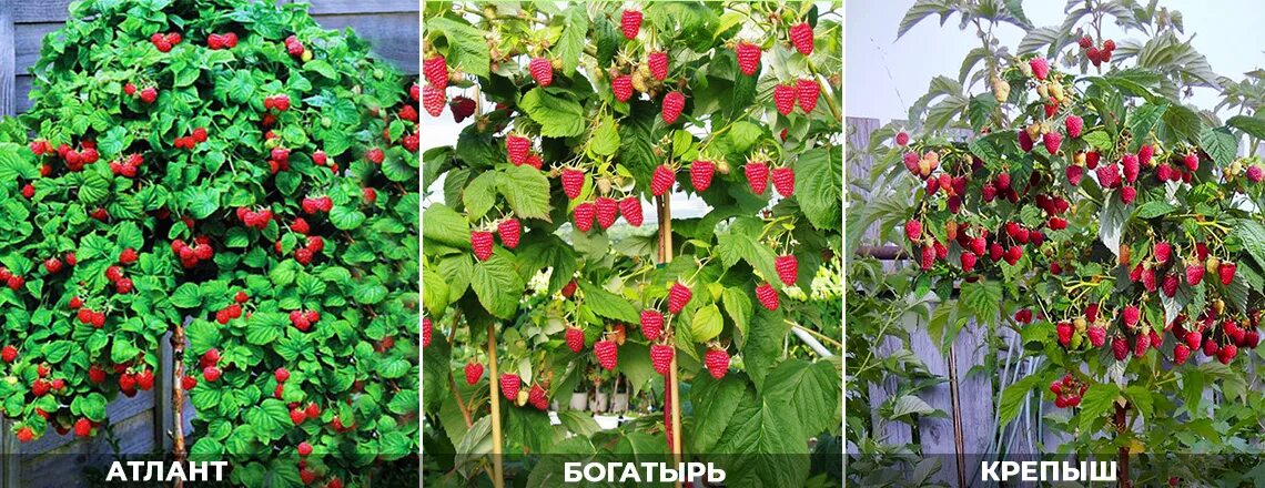 Малиновое дерево ОКС ремонтантное Таруса h=40-50см - Хомяк