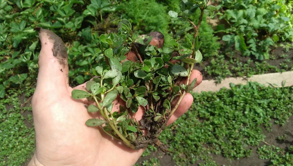 Тандер трава. Кровохлебка танна. Тандер трава. Прерия растительность. Кровохлебка тонколистная альба.