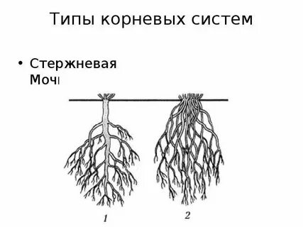 Схема корень е корень