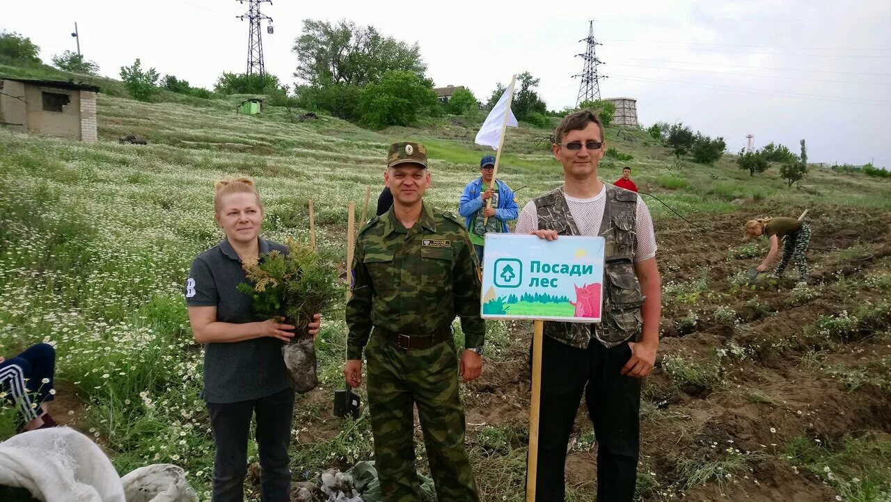 зеленый камышин