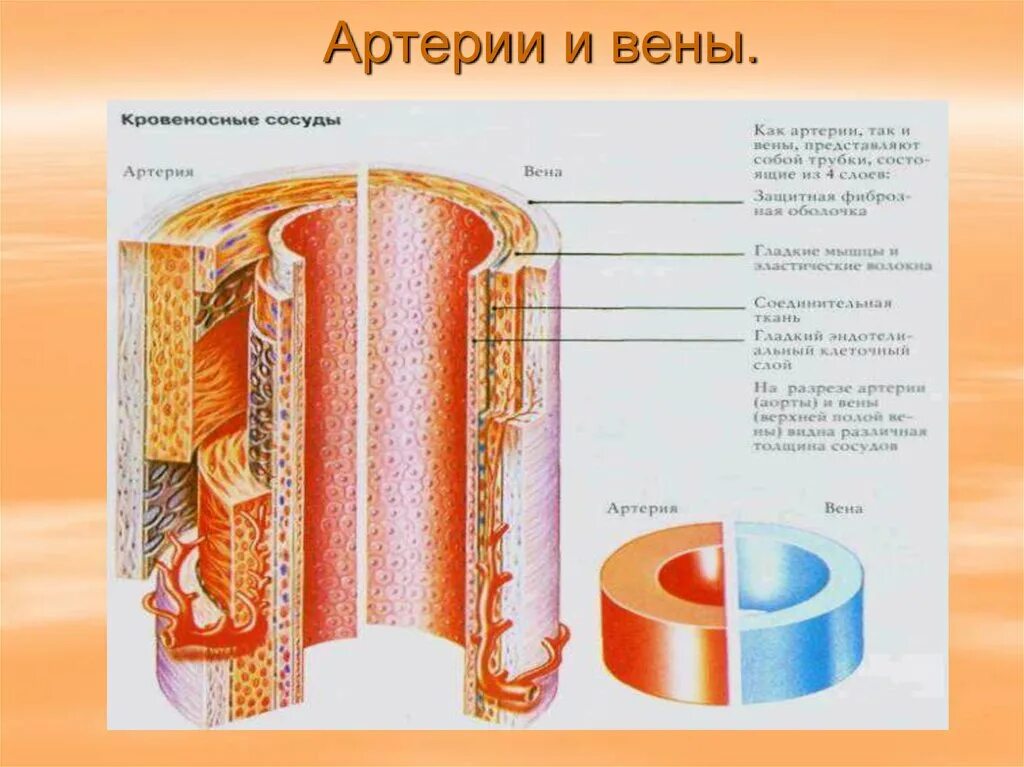 Стенки артерий и вен имеют. Строение стенок артерий и вен. Артерия и Вена строение. Строение артерии и вены. Схема строения стенки артерии и вены.