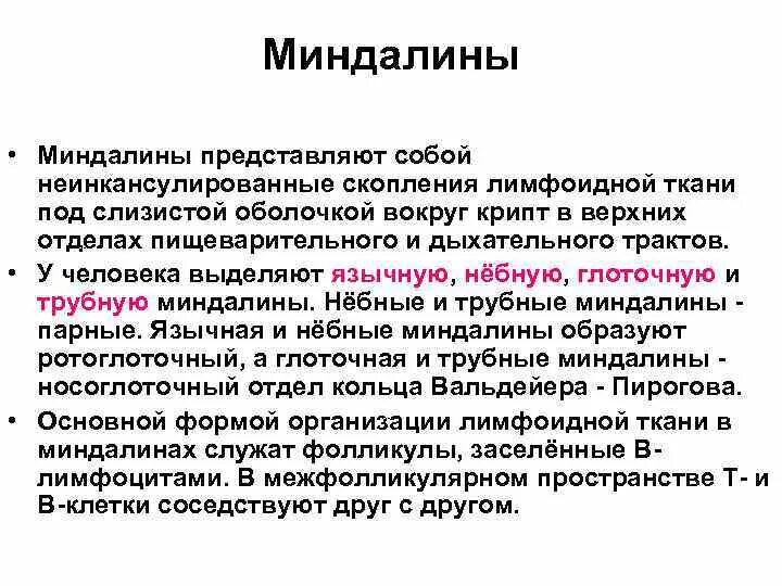 Органы иммунной системы миндалины. Периферические органы кроветворения и иммунной системы. Органы иммунной системы миндалины. Центральные органы иммунной системы. Миндалины иммунная система.