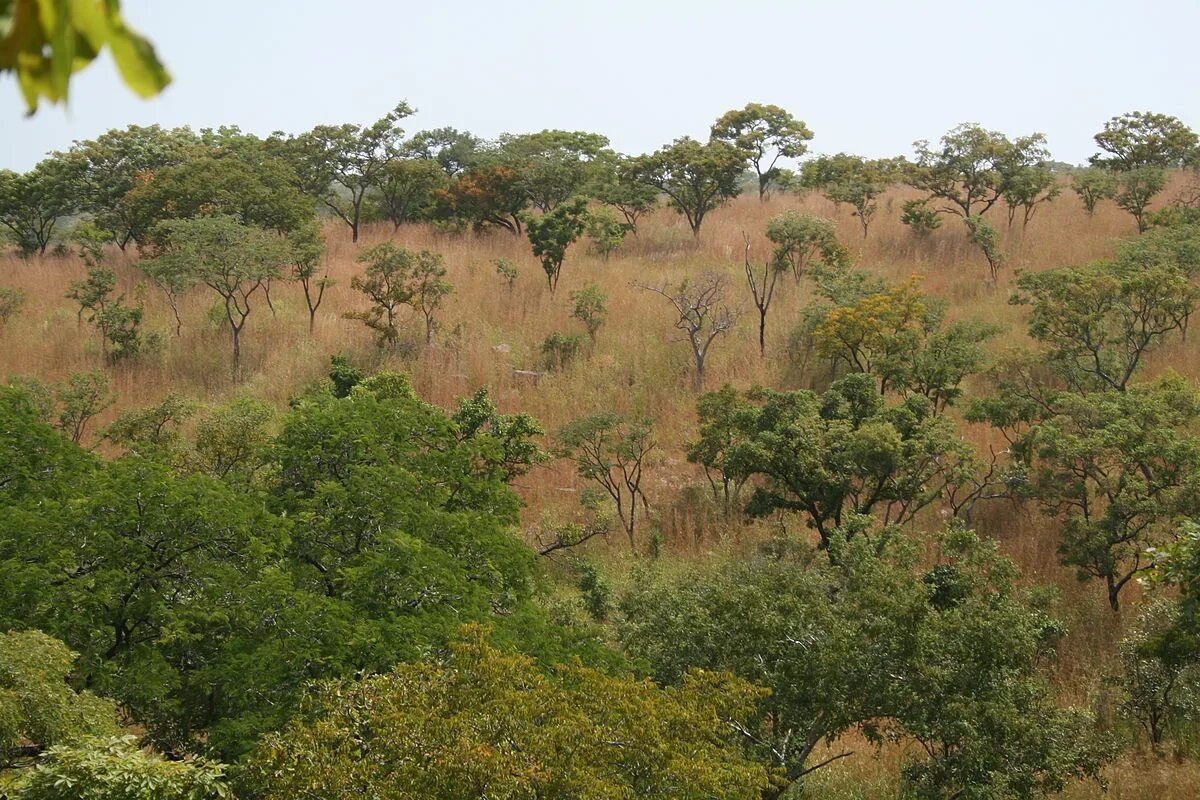 Жестколиственные леса Африки. Жестколистные вечнозеленые леса и кустарники Африки. Жестколистные вечнозеленые леса Австралии. Жестколистные вечнозеленые леса Африки.