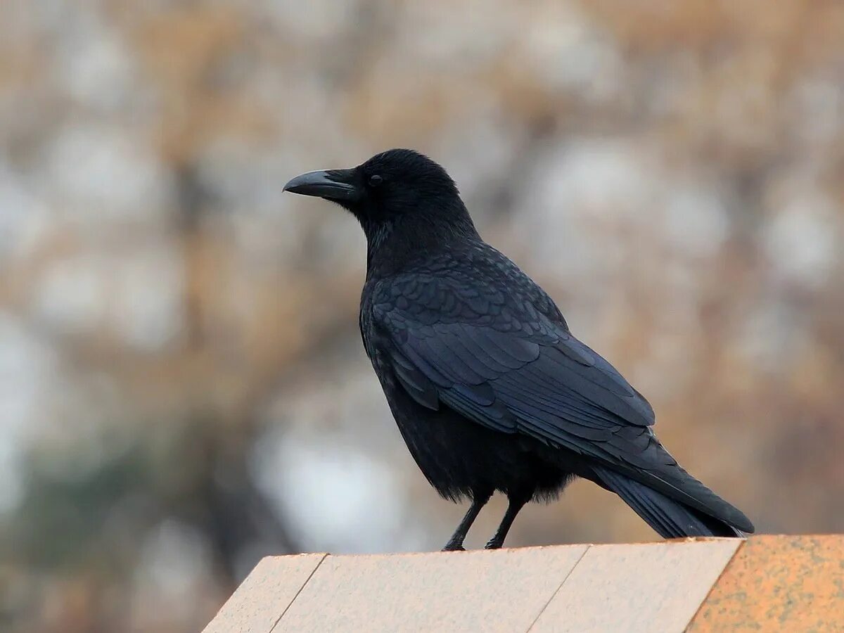 Чёрная воро́на Corvus Corone. Ворона меланист. Corvus orientalis. Дрозд меланист. Ворона сидит и каркает