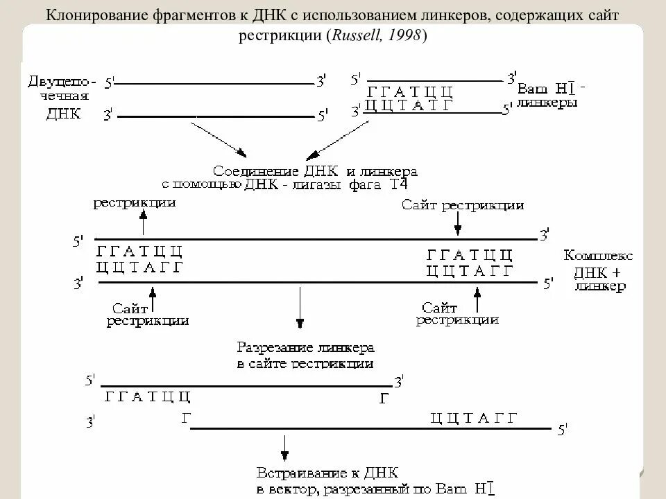 Использование фрагментов днк. Днк рестриктаза. методы рестрикции днк. сайты рестриктаз. клонирование фрагментов днк.