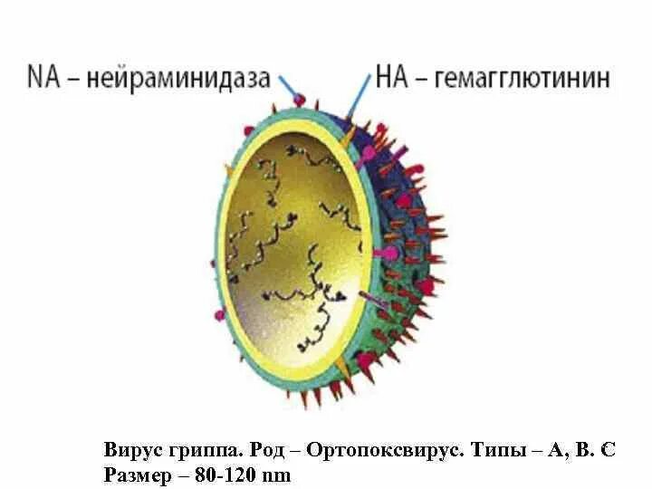 Роды грипп. Вирус гриппа род. Poxviridae.