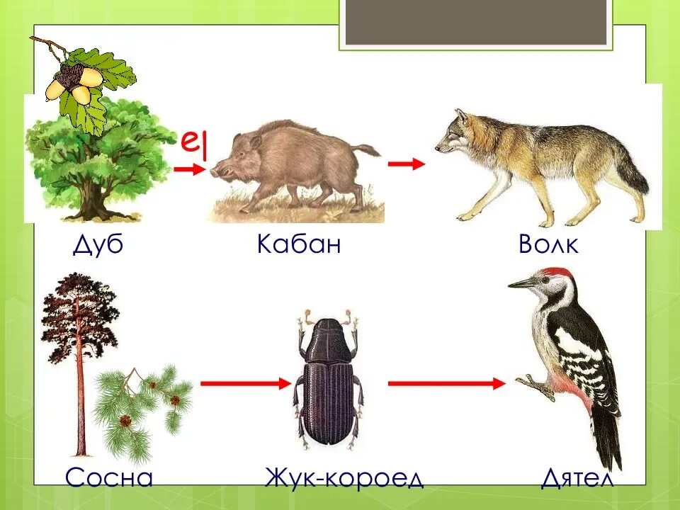 Пищевые Цепочки 5 класс биология. Пищевые цепи питания в лесу биология 5 класс. Пищевая цепочка животных 5 класс биология. Цепи питания цепи питания.