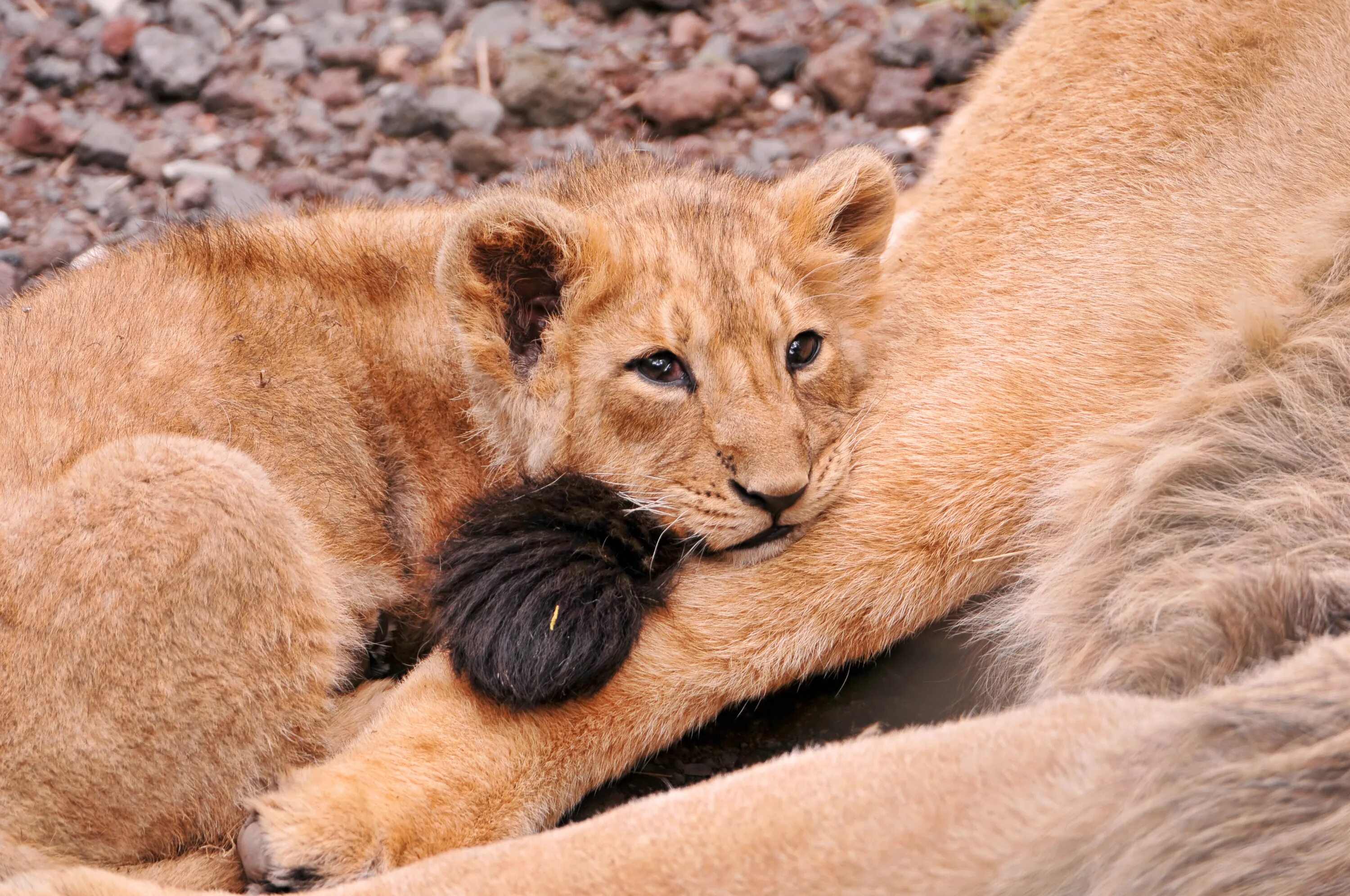 Tail biting