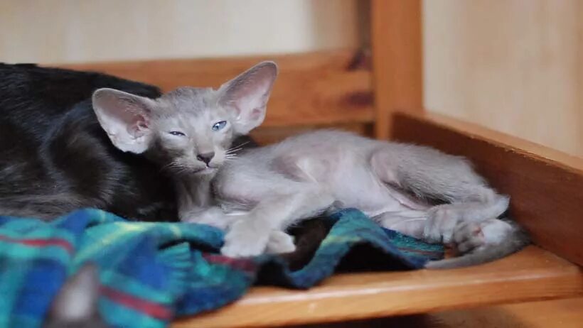 ориенталы в нижнем новгороде