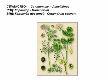Зонтичные семейства растений