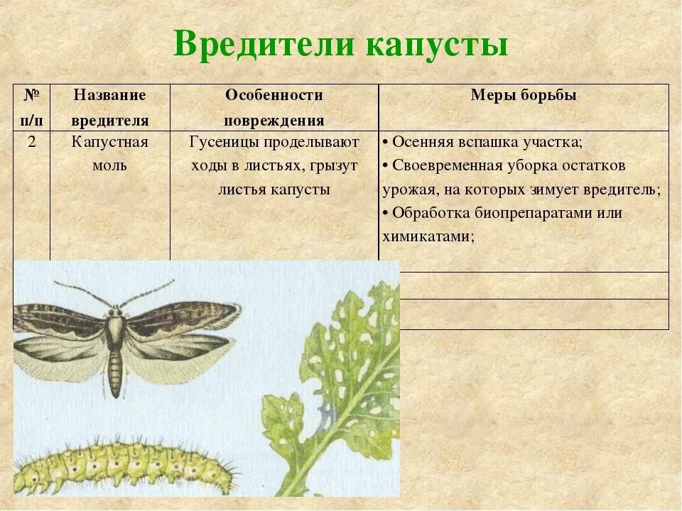 Капустная моль какой тип повреждения. Горчица вредители капустная моль. Гусеница капустной моли. Капустная моль меры борьбы. Насекомые вредители культурных растений и борьба с ними.